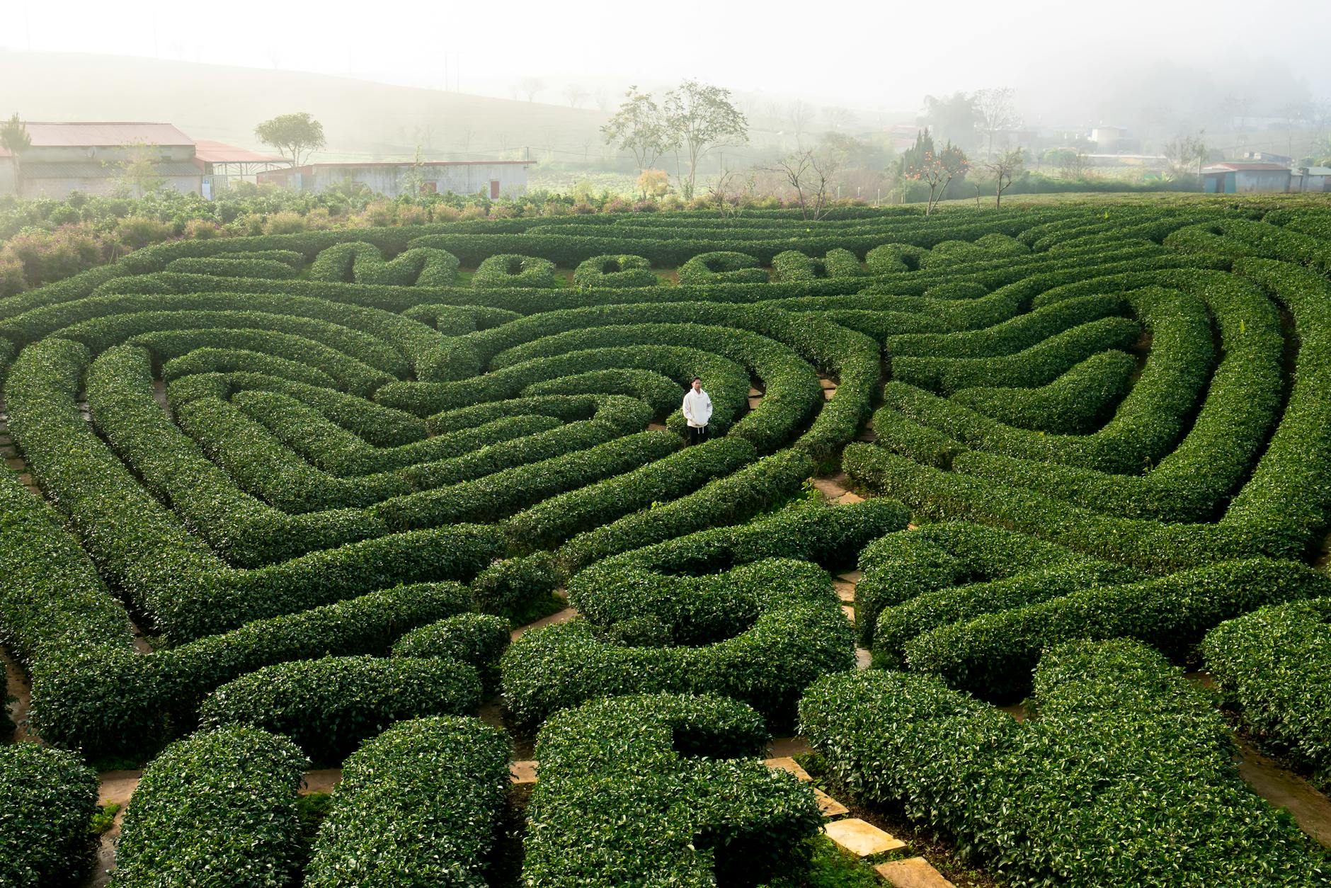 Człowiek w centrum zielonego labiryntu żywopłotów, widok z góry