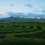 Labirynt Castlewellan w zielonym krajobrazie irlandzkiej wsi